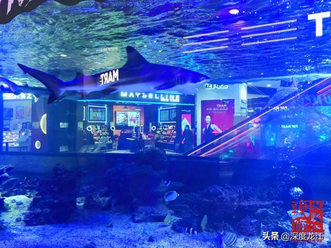 哈尔滨二手鱼缸水族箱最新发布及选购指南与趋势洞察